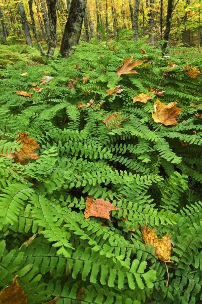 Michigan Fallen leaves on ferns in forest